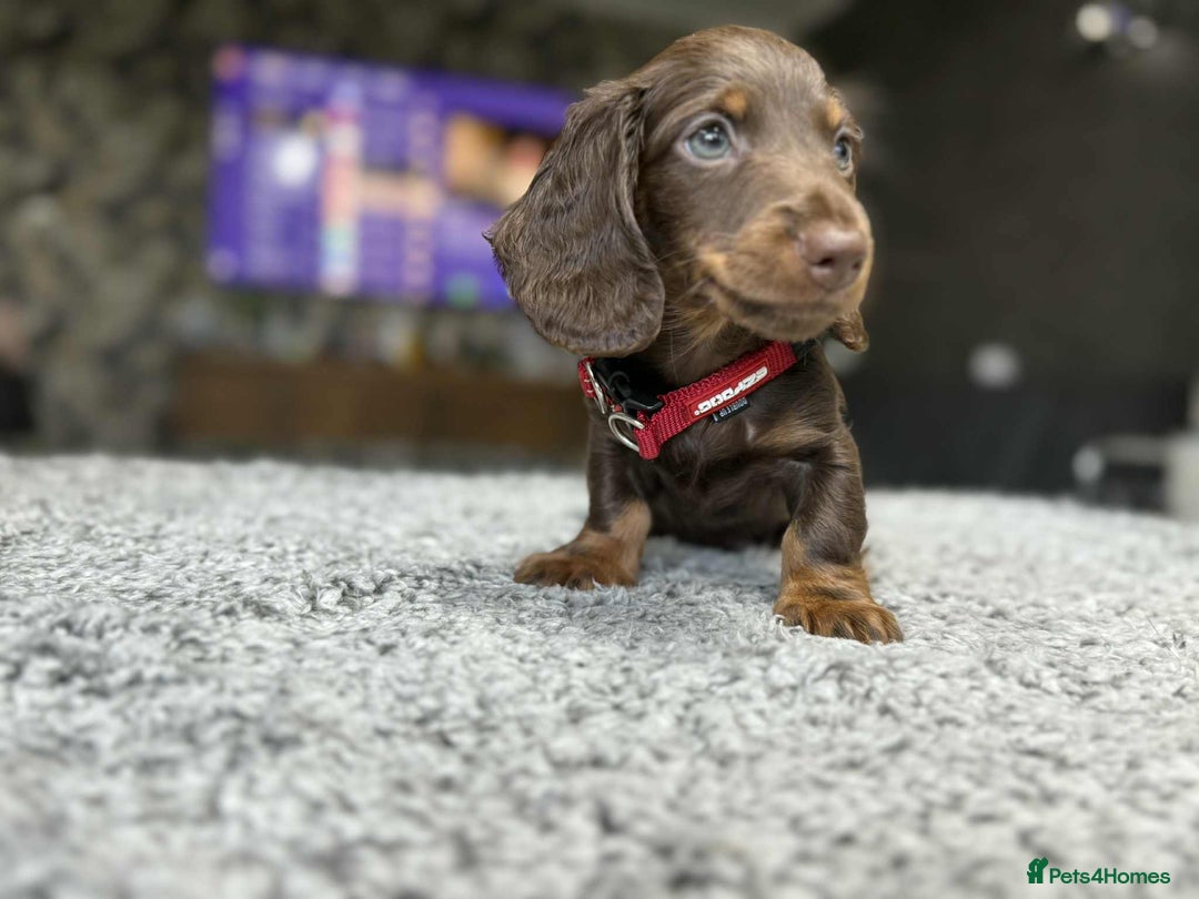 Miniature Dachshund dogs for sale: Longhaired miniature dachshund puppies KC reg. - Image 9