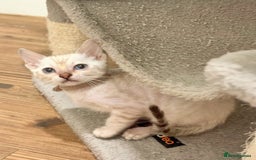 Bengal cats for sale: Exquisite TICA Registered gold&snow BengalKittens  - Image 5