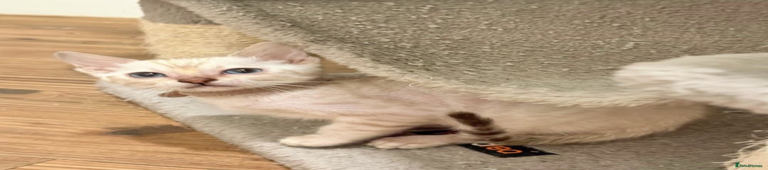 Pink collar Snow Bengal