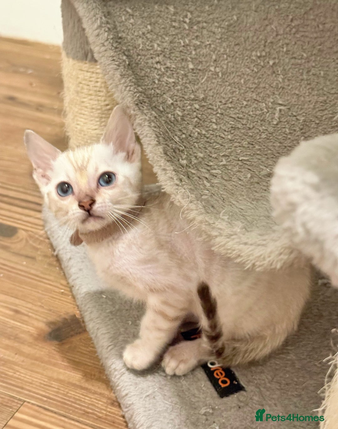 Bengal cats for sale: Exquisite TICA Registered gold&snow BengalKittens  - Image 5