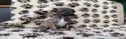 Greyhound dogs for sale: Hungarian Greyhound Pups - Advert 6