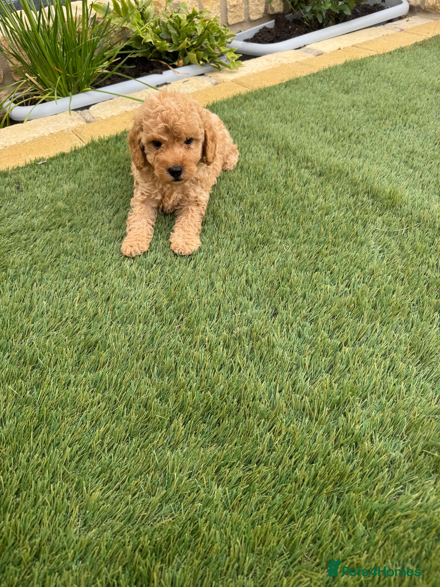 Cavapoo dogs Cavapoo puppies  - Advert 2