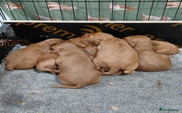 Cockapoo dogs for sale: F2 Cockapoo - Image 2
