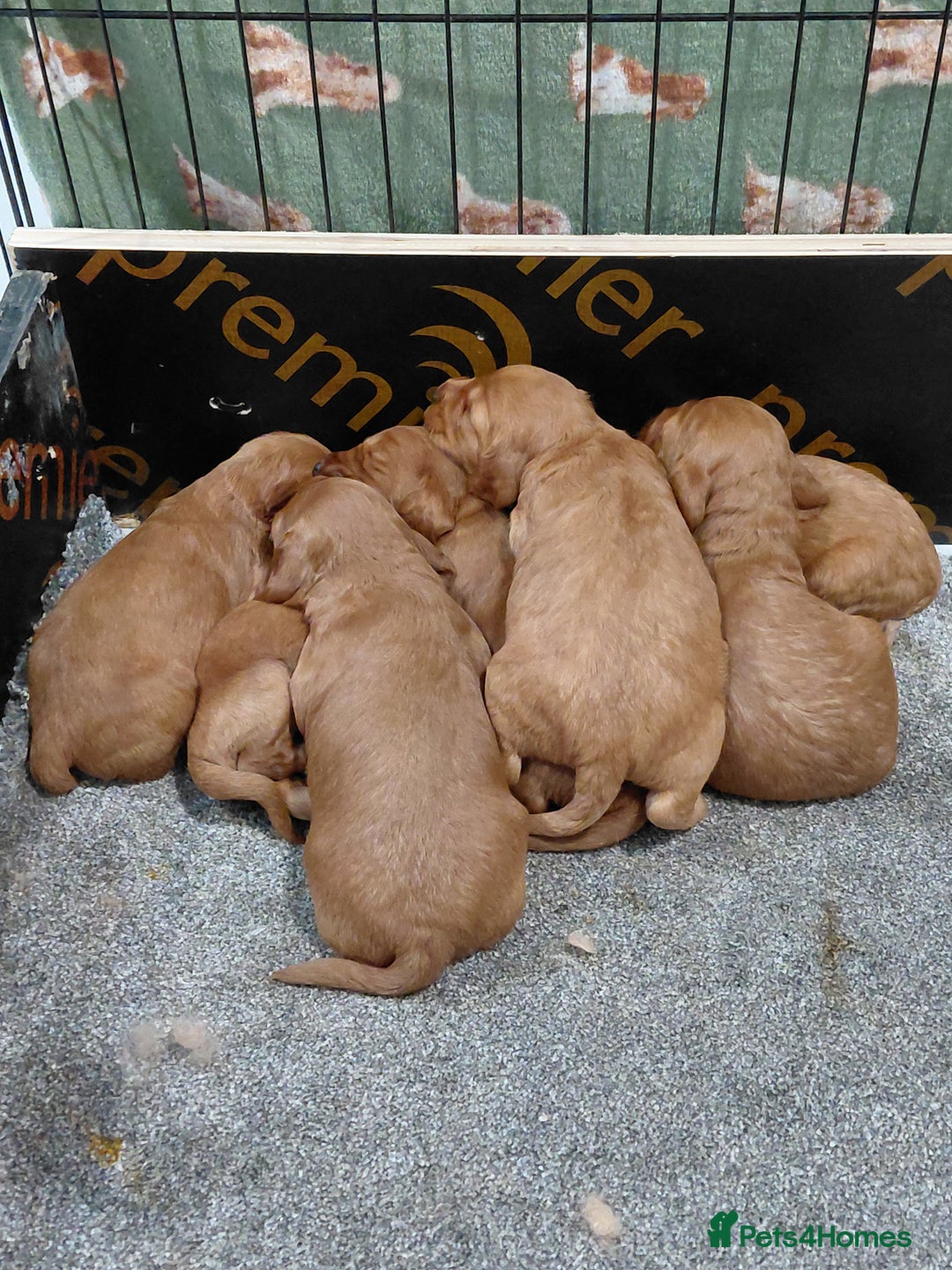 Cockapoo dogs for sale: F2 Cockapoo - Image 2