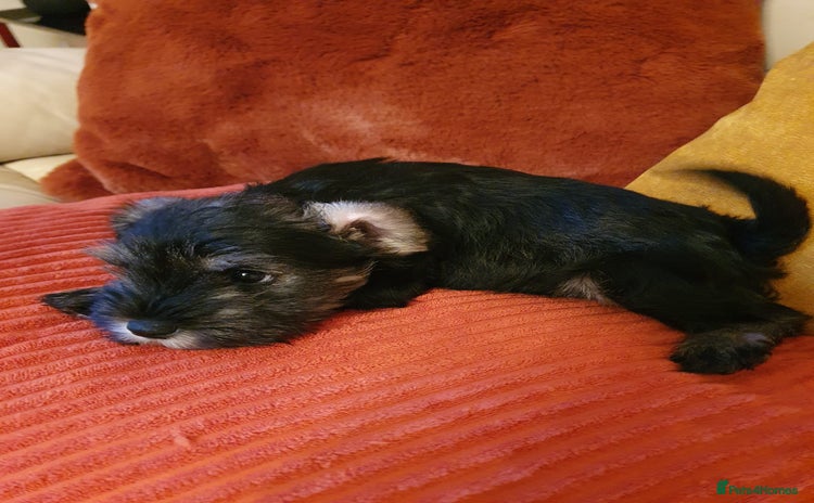 Miniature Schnauzer dogs - Advert 1