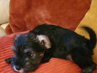 Miniature Schnauzer dogs - Advert 25