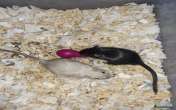 Gerbil rodents for sale: Super friendly gerbils from hobby breeder  - Image 27