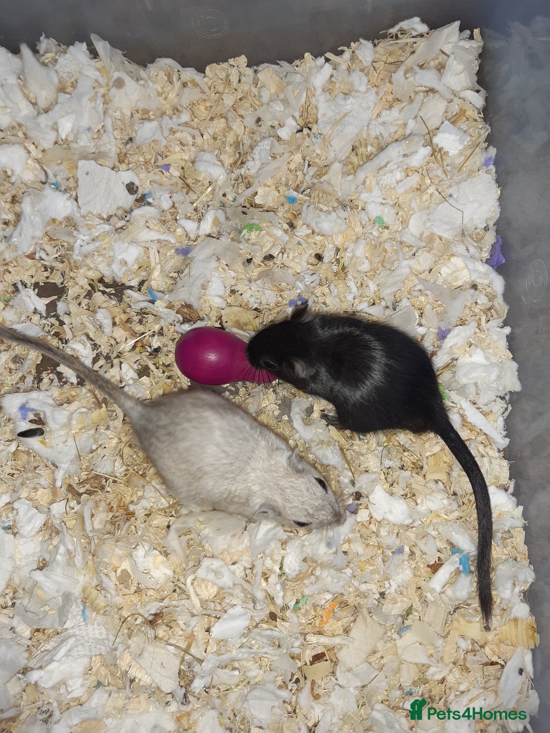 Gerbil rodents for sale: Super friendly gerbils from hobby breeder  - Image 27
