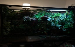 Gecko reptiles for sale: Harlequin Tricolour Crested Gecko + Large Tank - Advert 22