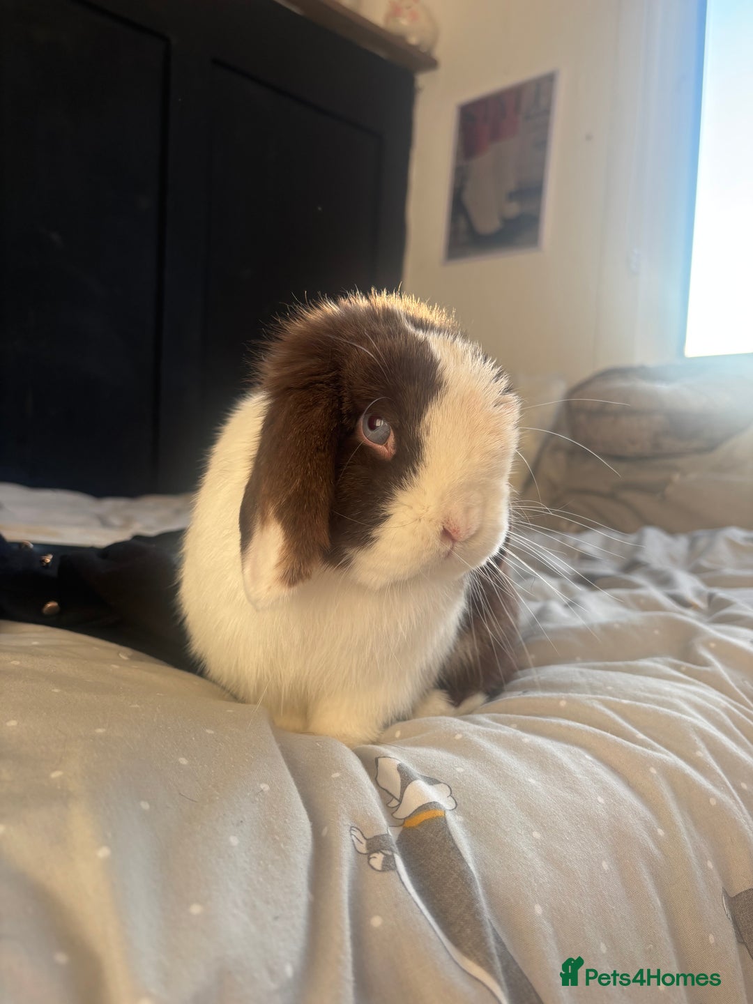 Mini Lop rabbits for sale: Beautiful Blue eyed Mini Lop for sale ( Male) in Glasgow - Image 1