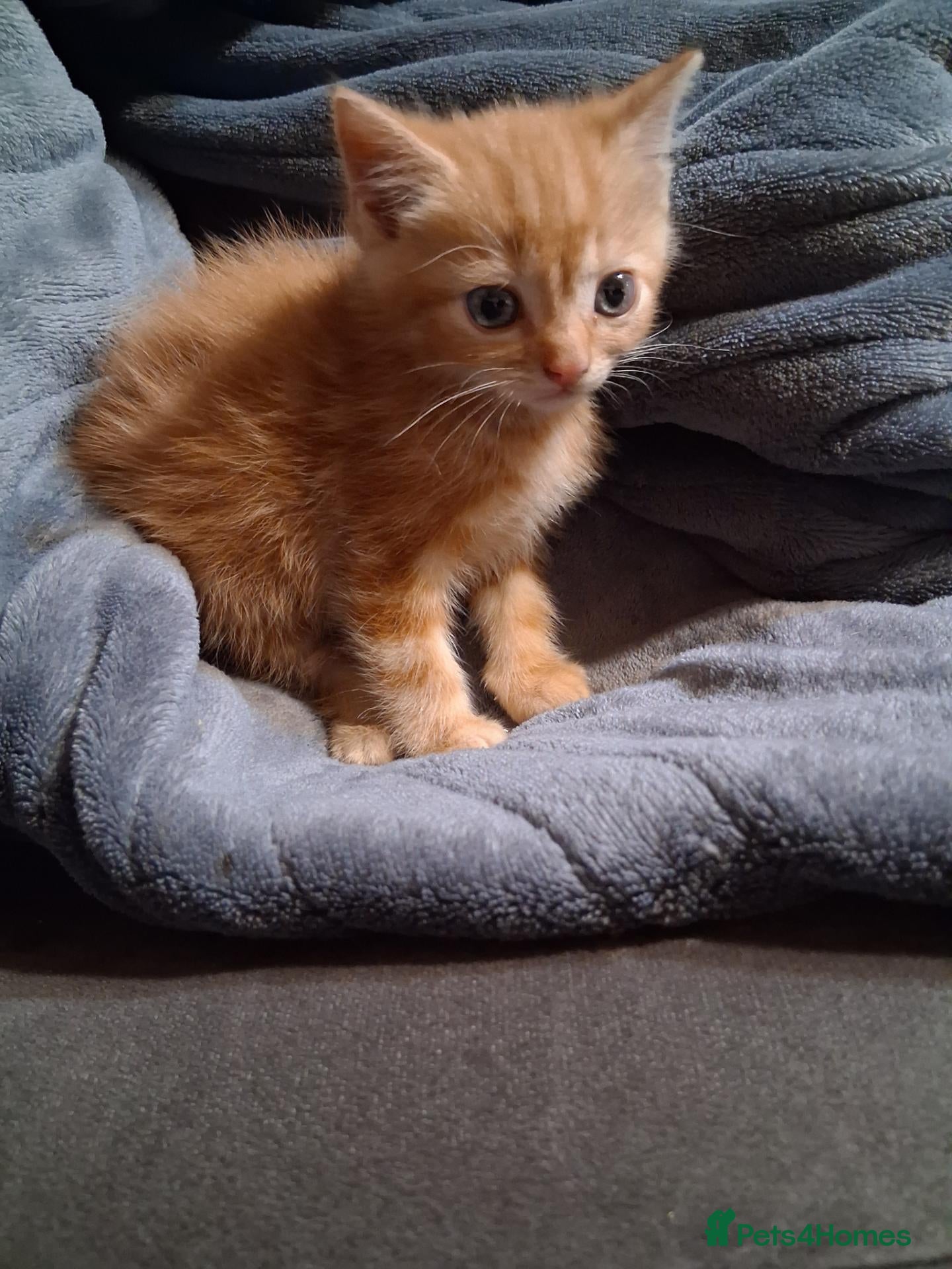 Mixed Breed cats Mixed colour/ price kittens looking for 5* home - Advert 9