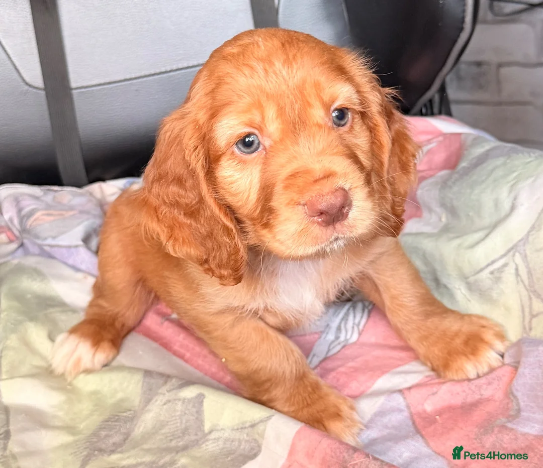 Cocker Spaniel dogs for sale: KC GOLDEN WORKING COCKERS HEALTH TESTED PARENTS !! - Advert 1