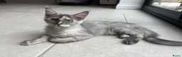 Maine Coon cats for sale: Ready Now - TICA Maine Coons  - Advert 3