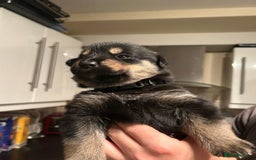 Mixed Breed dogs for sale: 10 Beautiful Rottsky Puppies  - Image 2