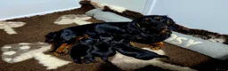 Miniature Dachshund dogs for sale: Stunning Longhaired Mini Dachshund Boys.  - Advert 24