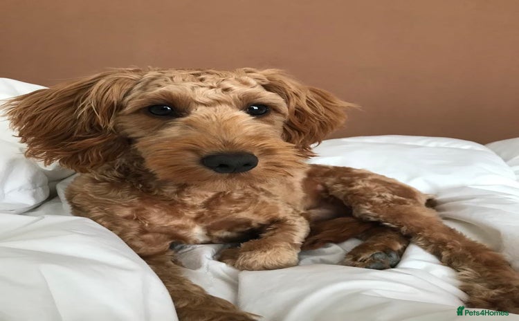 Cockapoo dogs - Advert 5