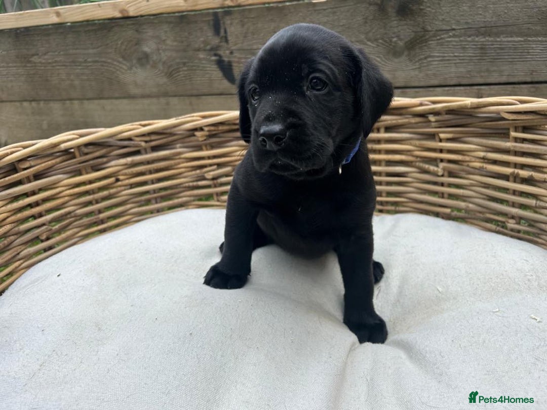 Labrador Retriever dogs for sale: KC registered Labrador pups ready to rehome NOW in Stanley - Image 8