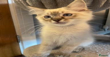 Ragdoll cats - Advert 13