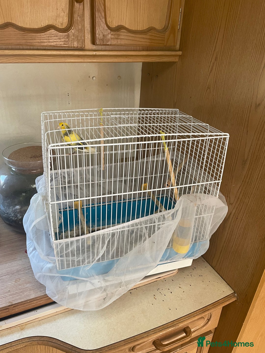 Canaries birds for sale: Yellow canarie  - Image 1