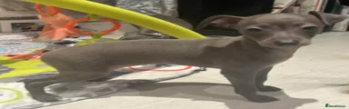 Italian Greyhound Puppy 4