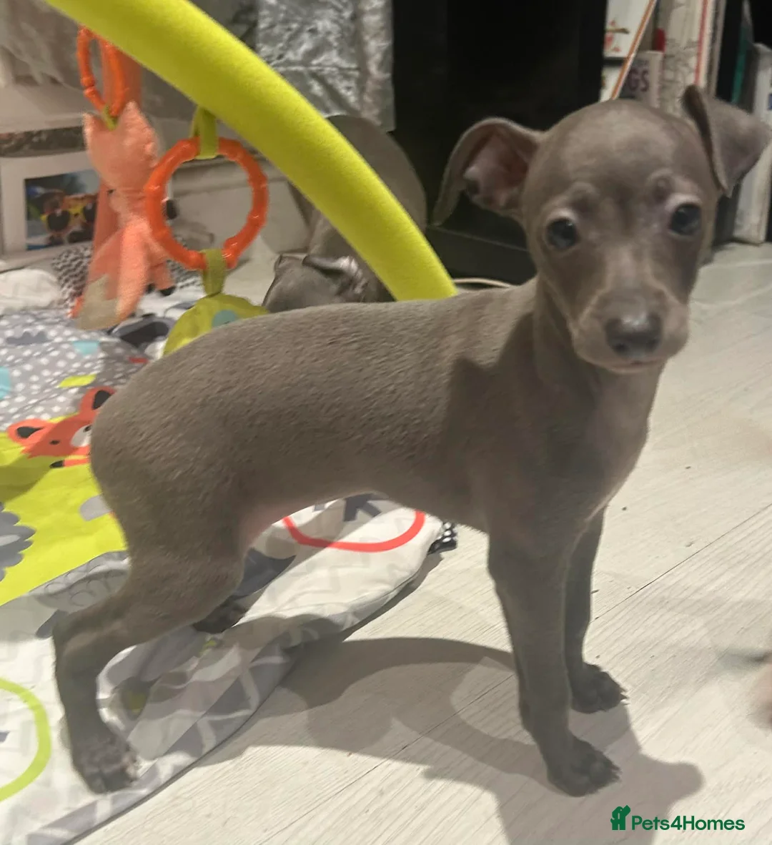 Italian Greyhound dogs for sale: 20 th feb KC reg quality  Just 1 blue boy & girl - Advert 21