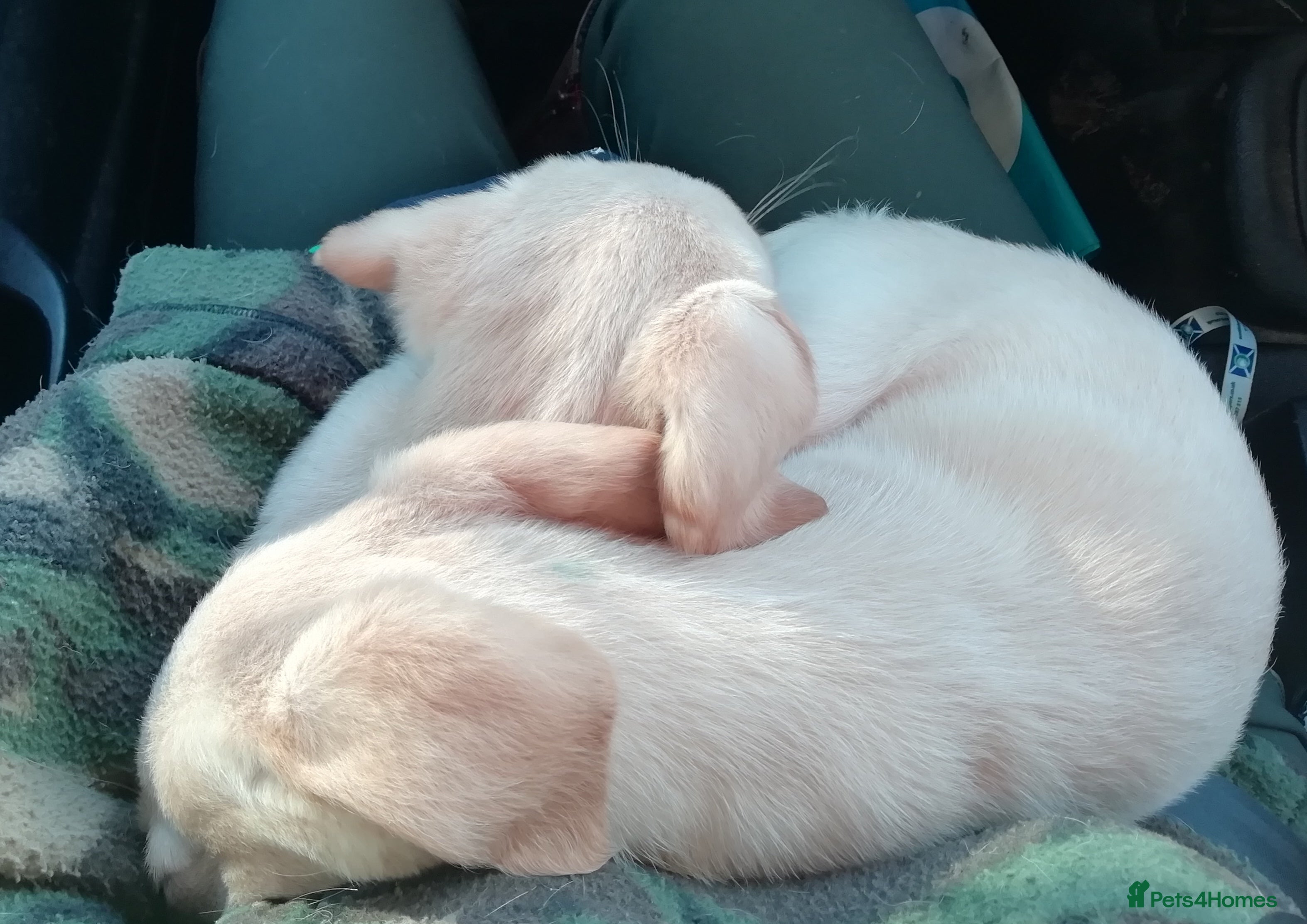 Labrador Retriever dogs Gorgeous KC Registered Labrador Pups - Advert 8