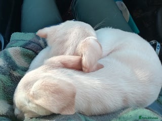 Labrador Retriever dogs Gorgeous KC Registered Labrador Pups - Advert 8