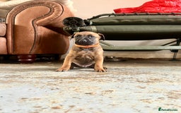 Mixed Breed dogs for sale: F1 bullherder puppies  - Image 4
