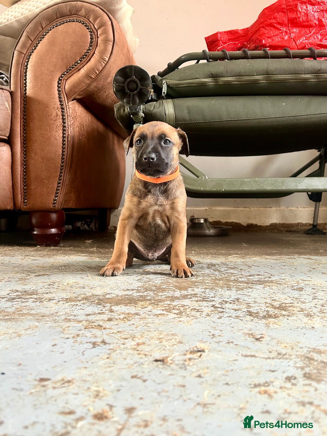 Mixed Breed dogs for sale: F1 bullherder puppies  - Image 4