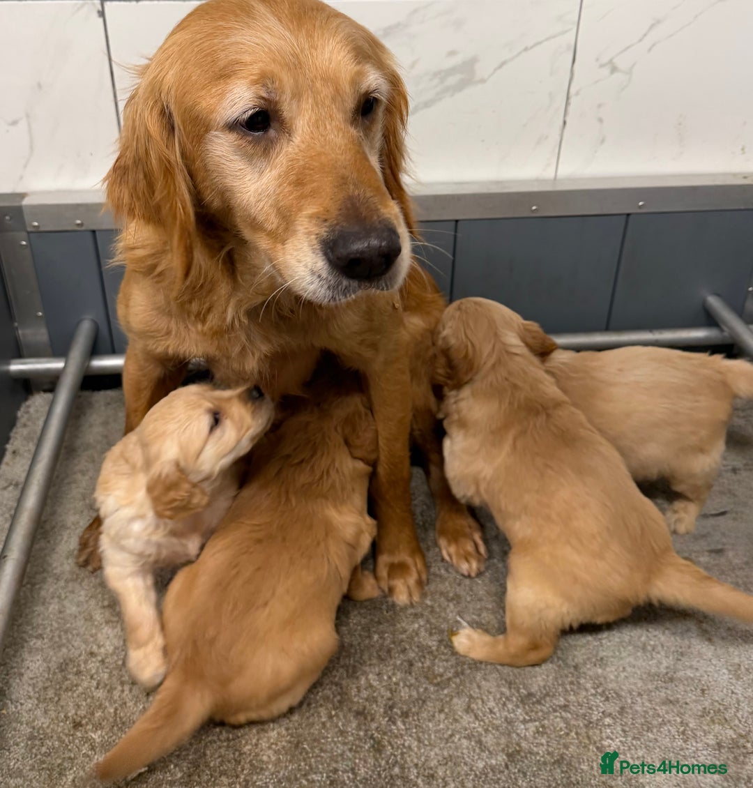 Golden Retriever dogs for sale: Fully health tested Goldie babies  - Advert 5