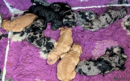 Australian Labradoodle dogs for sale: Adorable Miniature Australian Labradoodle Puppies - Image 3