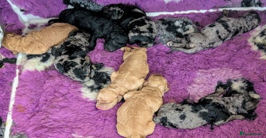 Australian Labradoodle dogs - Advert 13