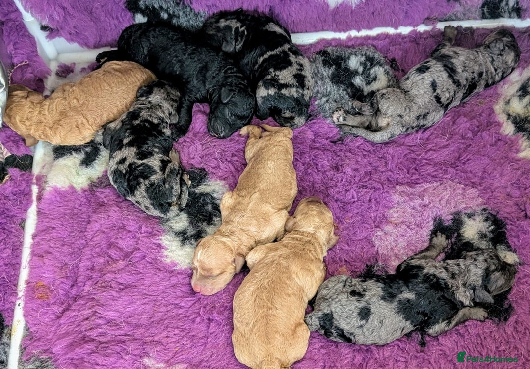 Australian Labradoodle dogs for sale: Adorable Miniature Australian Labradoodle Puppies - Image 3