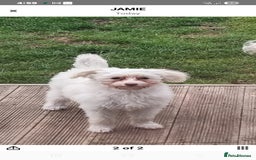 Chinese Crested dogs for sale: Chinease crested powder puff  - Image 21