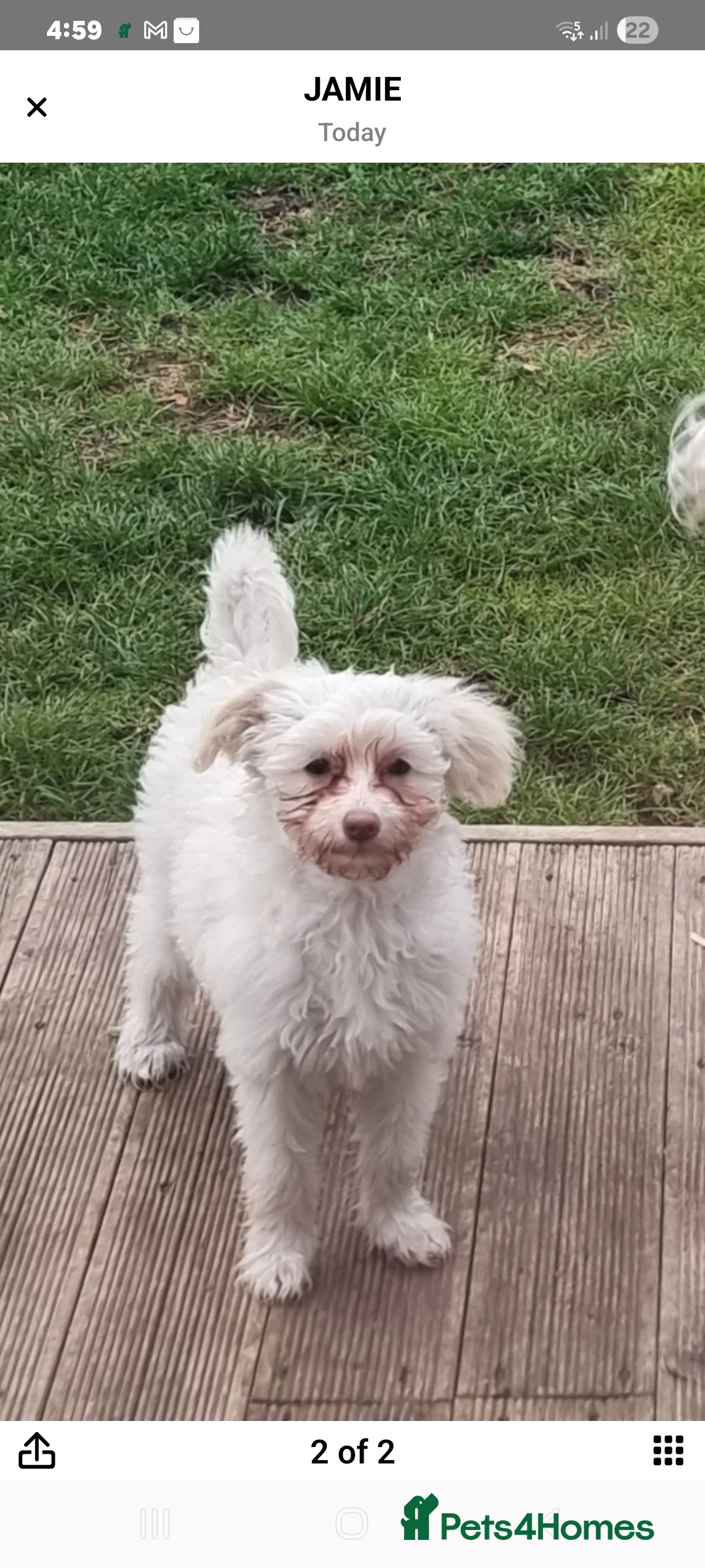 Chinese Crested dogs for sale: Chinease crested powder puff  - Advert 21