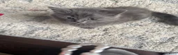 British Shorthair cats for sale: Mixed Russian blue and British blue kittens  - Advert 3