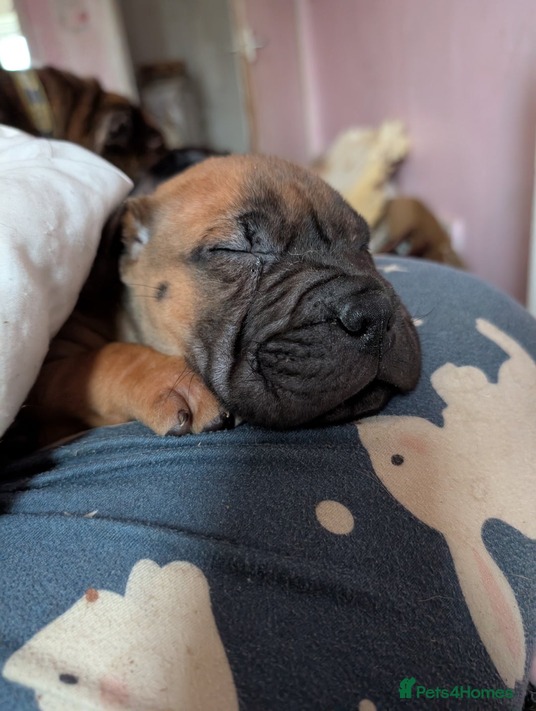 Mixed Breed dogs for sale: Shar pei cross cane corso - Advert 13