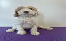 Cockapoo dogs for sale: Cockapoos ready now - Image 9