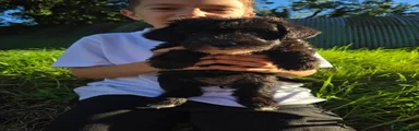 Schnoodle 4