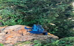 Frog reptiles for sale: 🩵🩵BLUE FROGS FOR SALE 🩵🩵 - Image 7