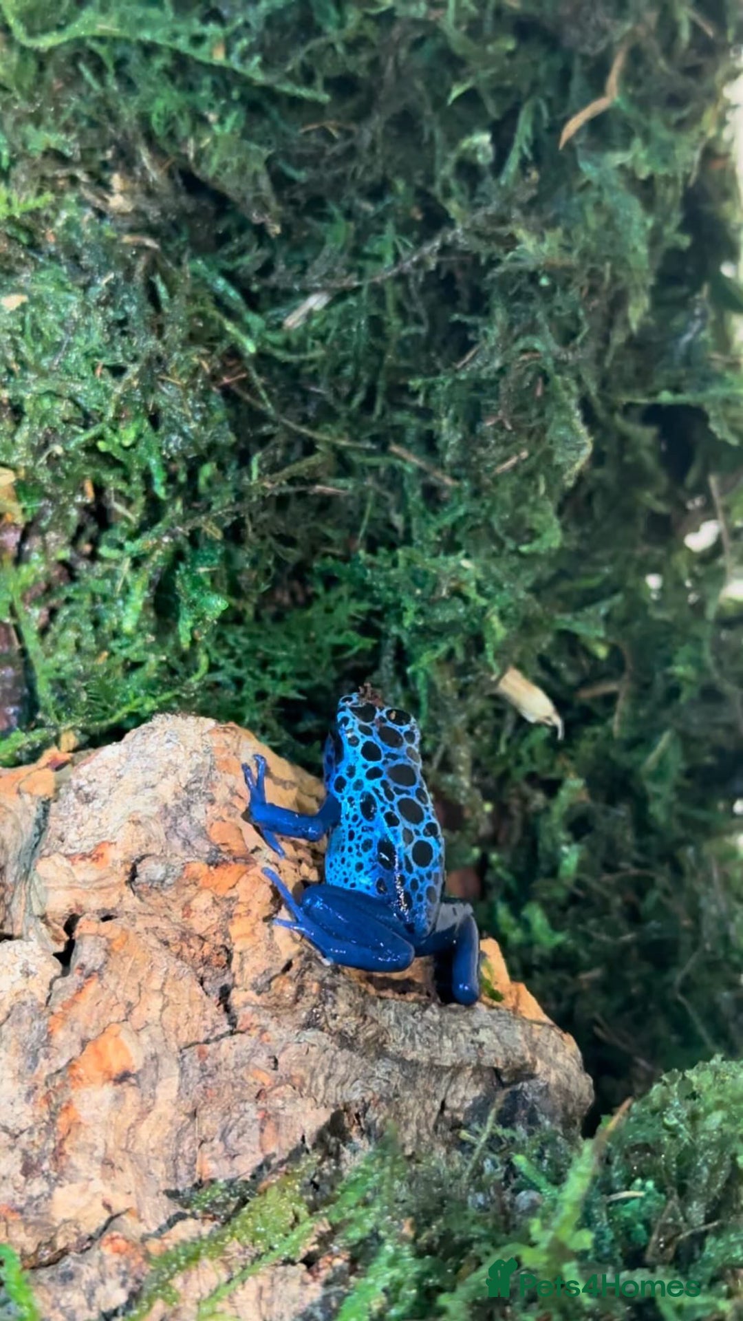 Frog reptiles for sale: 🩵🩵BLUE FROGS FOR SALE 🩵🩵 - Image 7