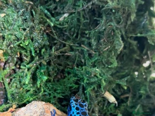 Frog reptiles - Advert 8