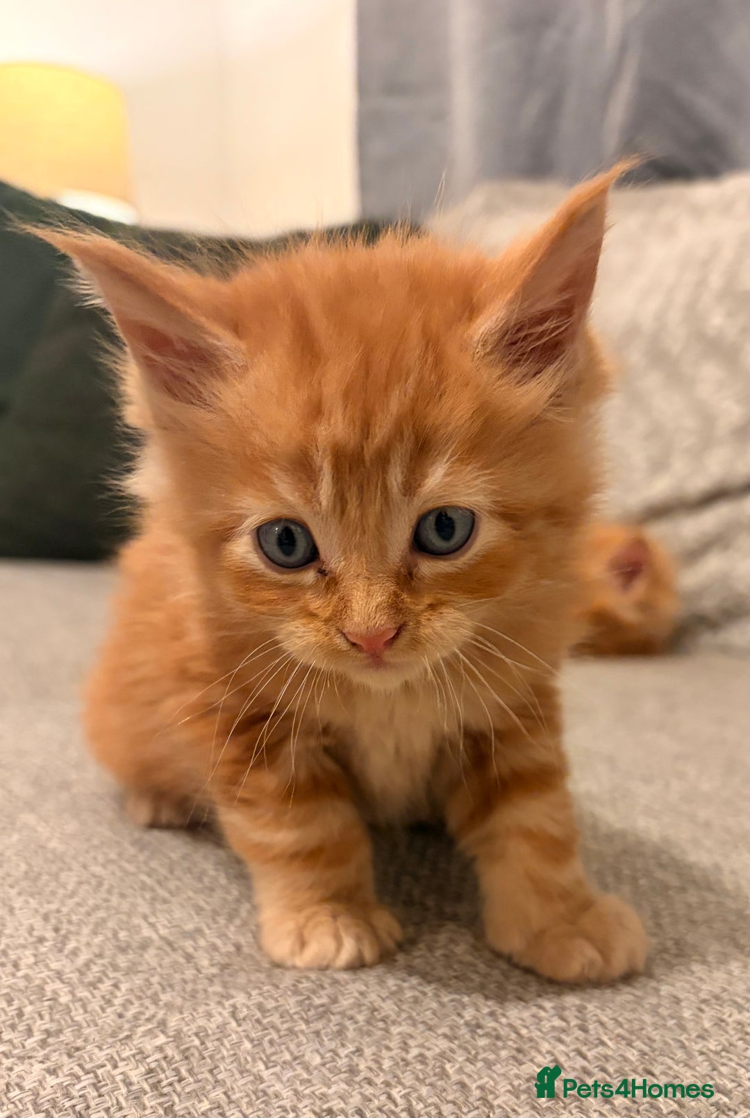 Maine Coon cats for sale: Maine coon babies 😻 - Advert 11