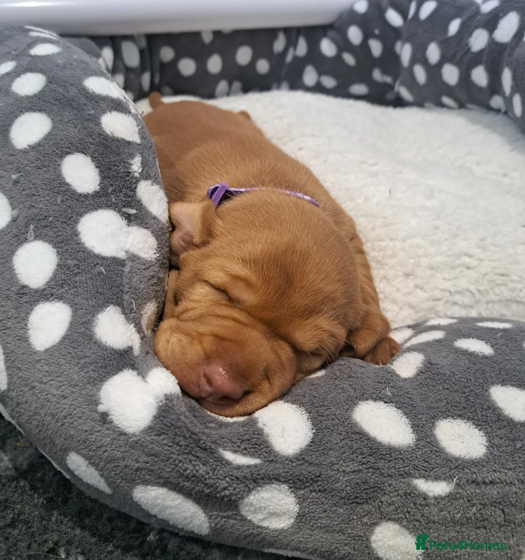 Hungarian Vizsla dogs for sale: Wirehaired vizsla puppies  - Advert 7