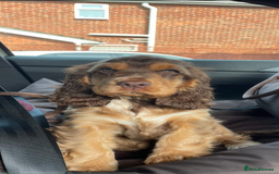 Cocker Spaniel dogs for stud: Extensively Health Tested Show Cocker Spaniel  in Leicester - Image 17