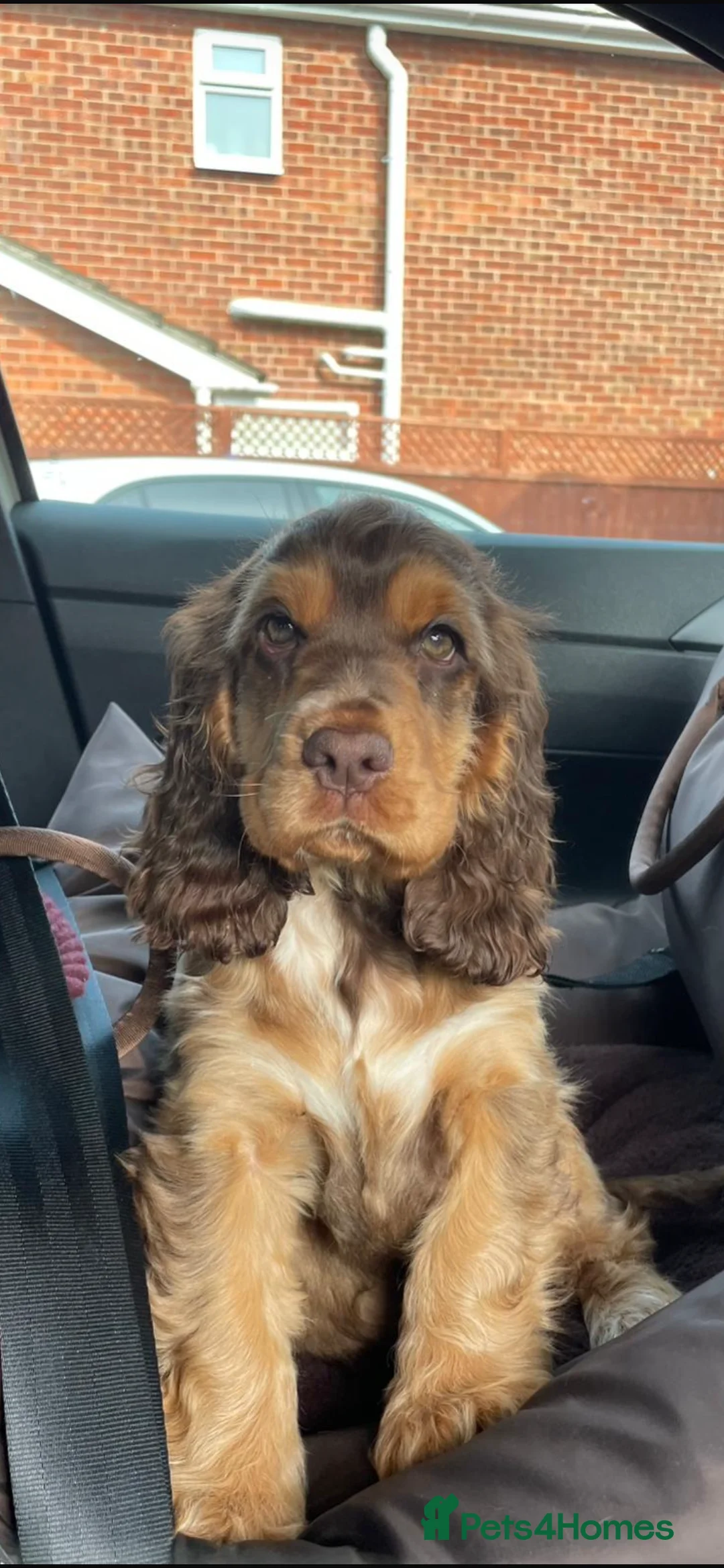 Cocker Spaniel dogs for stud: Extensively Health Tested Show Cocker Spaniel  in Leicester - Advert 17