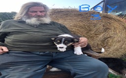 Border Collie dogs for sale: Traditional rough coated Border collie pups - Image 15
