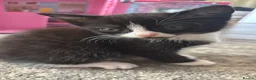 Mixed Breed cats for sale: One female tuxedo left in Rushden - Advert 4