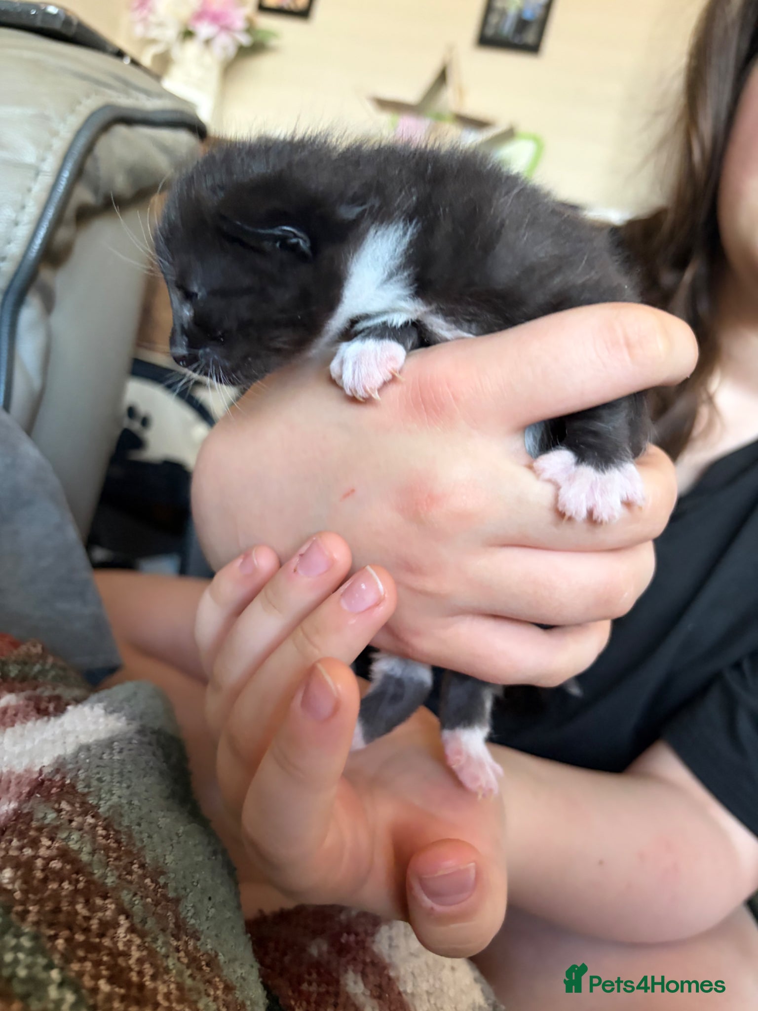 Mixed Breed Kitten 3