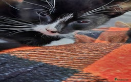 Mixed Breed cats for sale: Beautiful kittens for sale - Image 3
